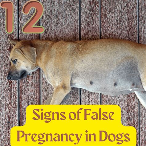 false pregnancy dog nipples|False Pregnancy in Dogs: Enlarged Nipples and Other。